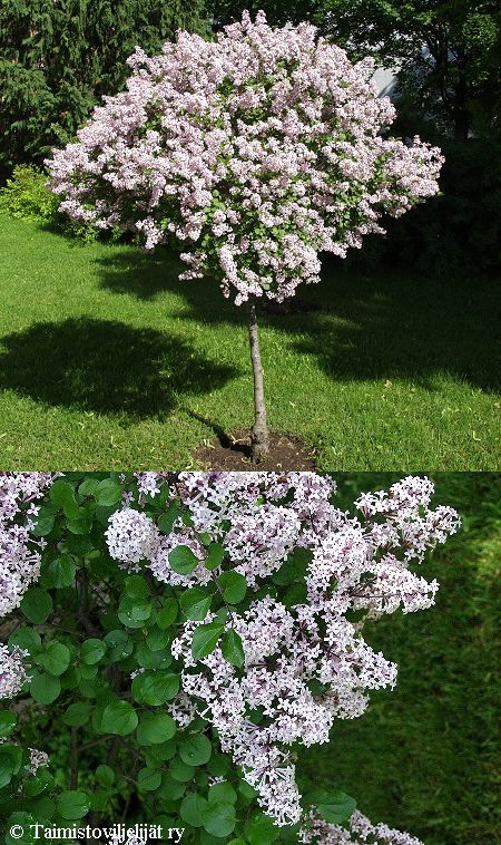 Syringa meyeri 'Palibin', pikkusyreeni